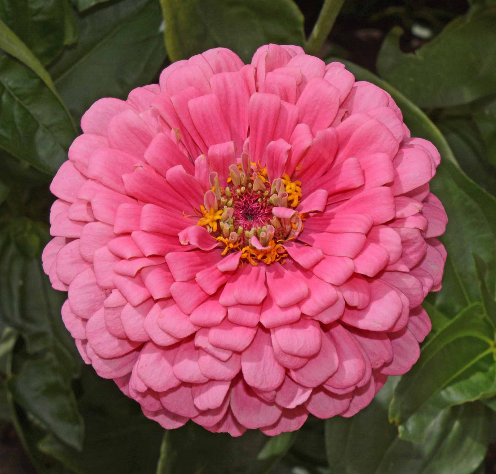 400 Zinnia Flower Seeds Rose Pink Zinnia Elegans