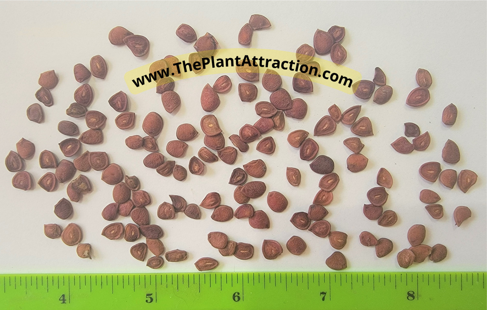 Carissa Carandas 15 Seeds, Edible Fruit Karonda Climbing Medicinal Shrub Tree
