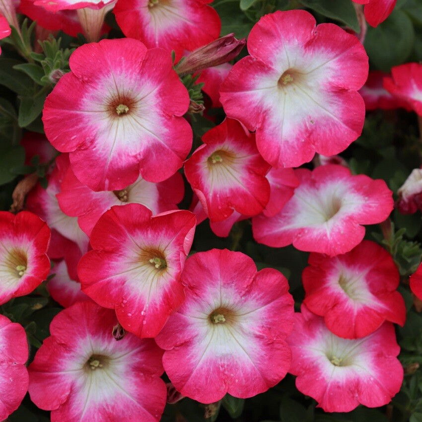 Petunia Seeds 50 Pelleted Seeds Merlin Pink Morn