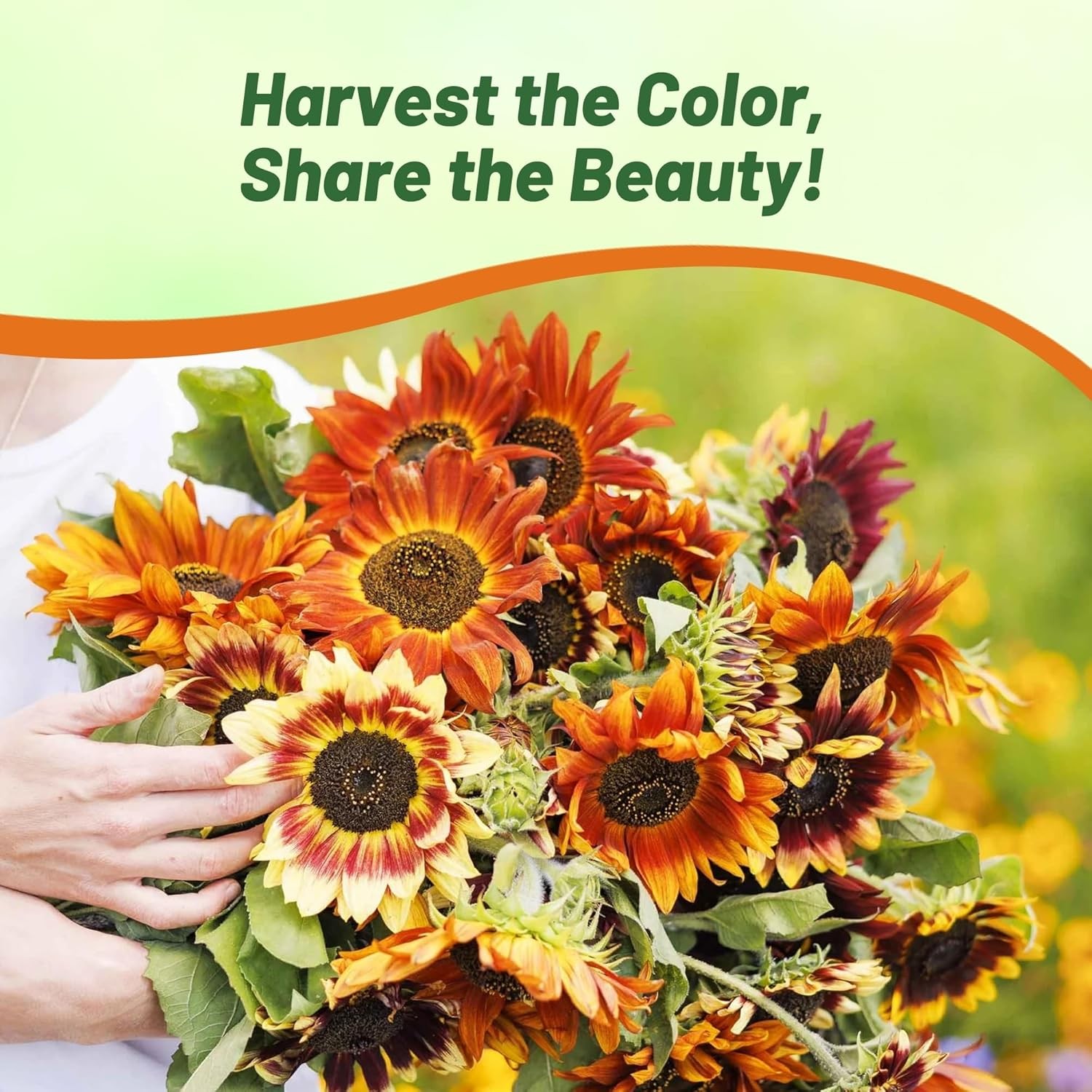 5 LB Sunflower Seeds – Sunflower Autumn Beauty Flower Seed