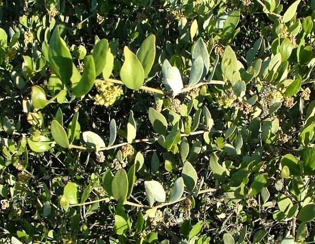 Jojoba, Simmondsia chinensis, Seeds (Edible, Long Lived Desert Shrub, Hedge)