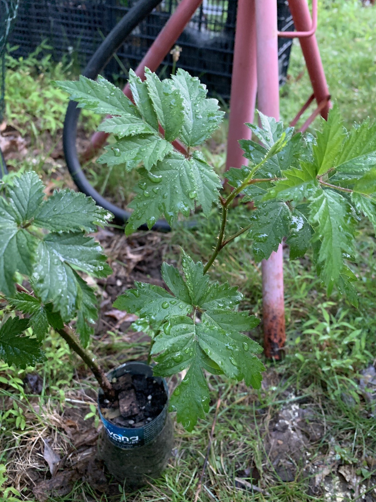 Austin Dewberry plant 1 year old, 4-6” tall, sent with roots wrapped in moist