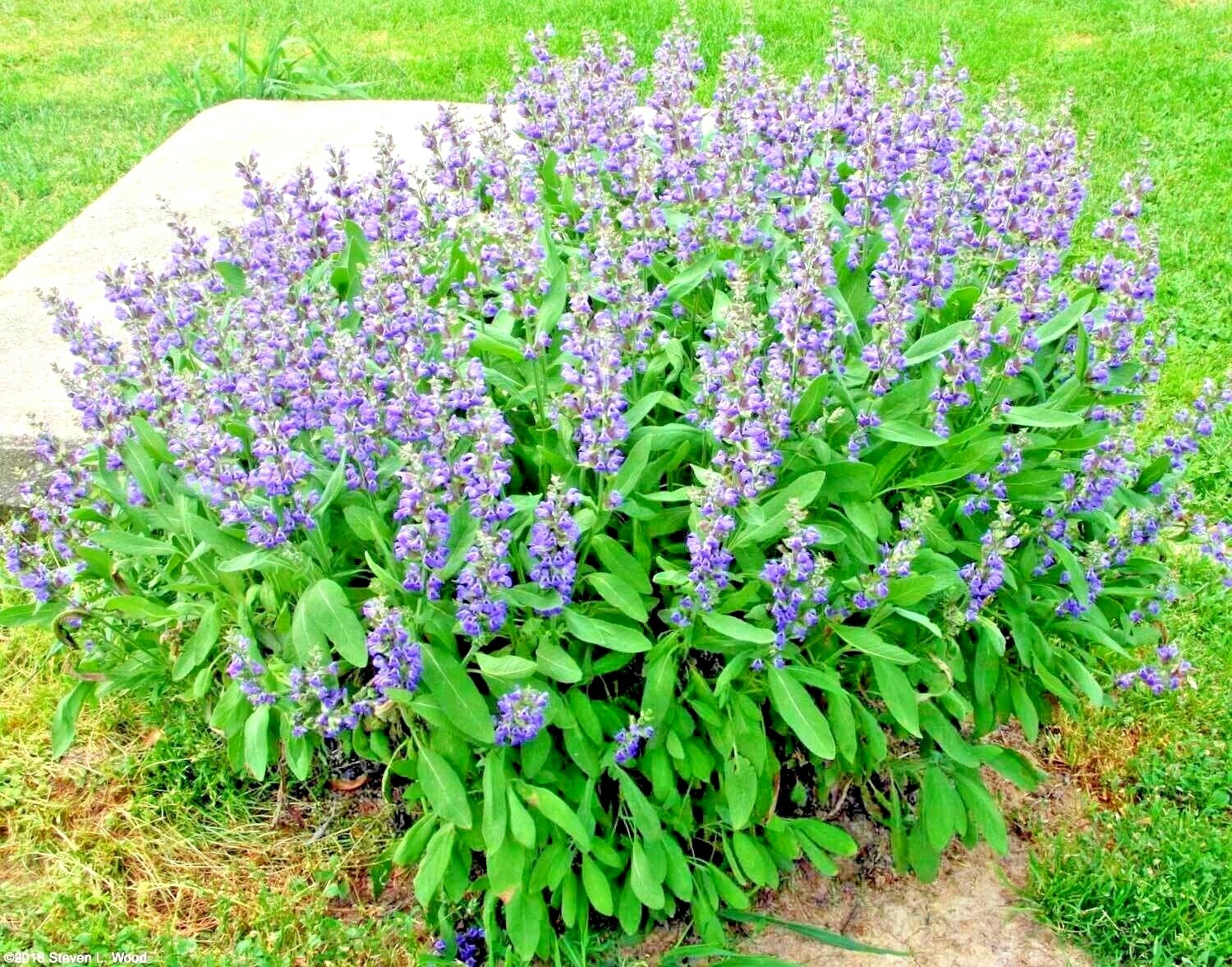 200+CULINARY Broadleaf KITCHEN SAGE Seeds Organic Native Herb Garden Container