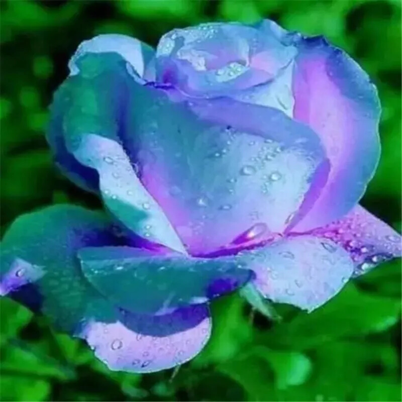 25pc ROSE SEEDS Garden Plant Flower Nursery rare exotic USA seller FREE shipping