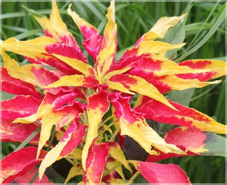 Amaranthus tricolor Early Splendor | Summer Poinsettia |Josephs Coat | 100_Seeds
