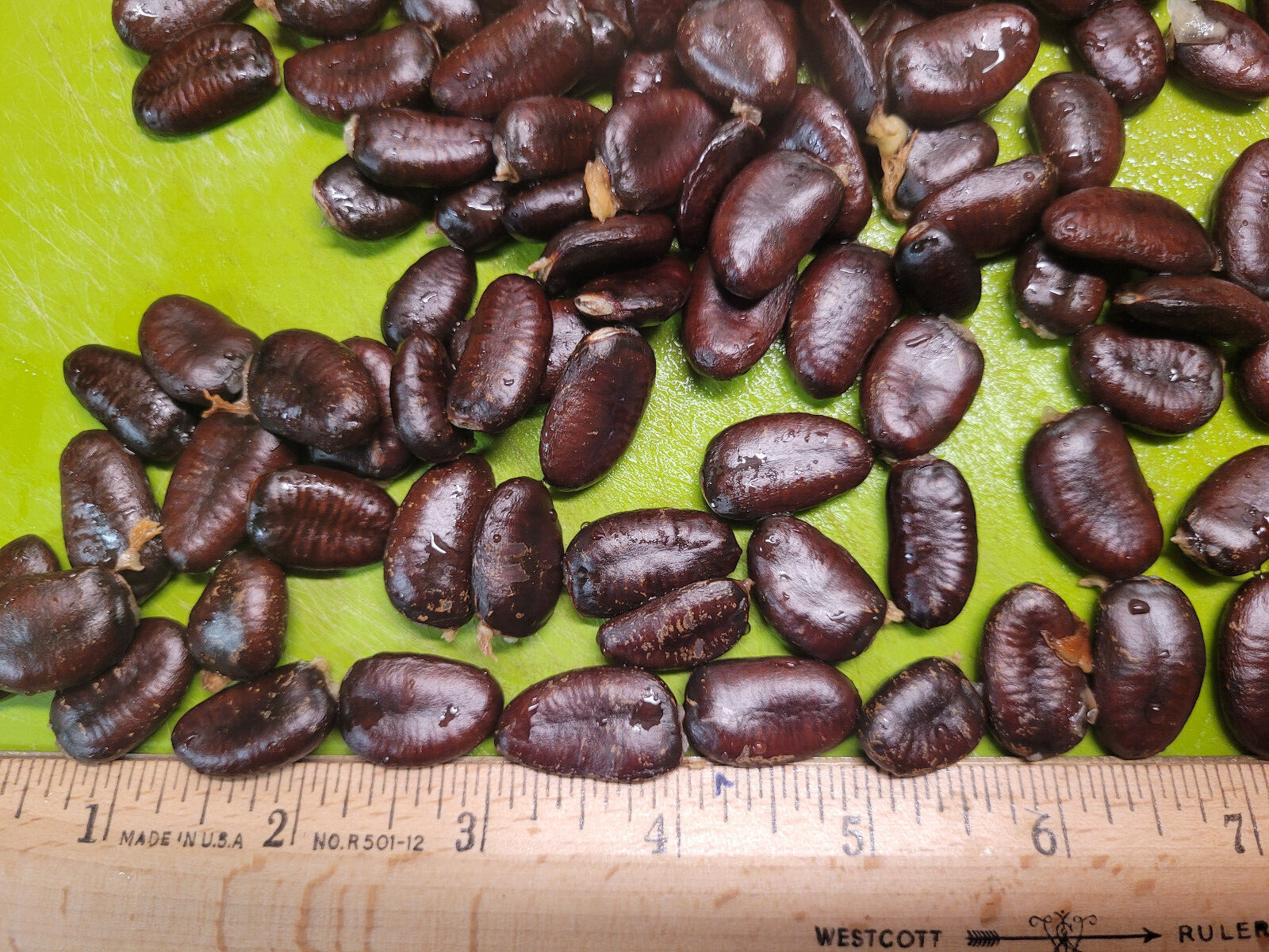 Paw Paw Seeds Asimina Triloba Organically Grown from Sept 2023 pawpaw tree seeds