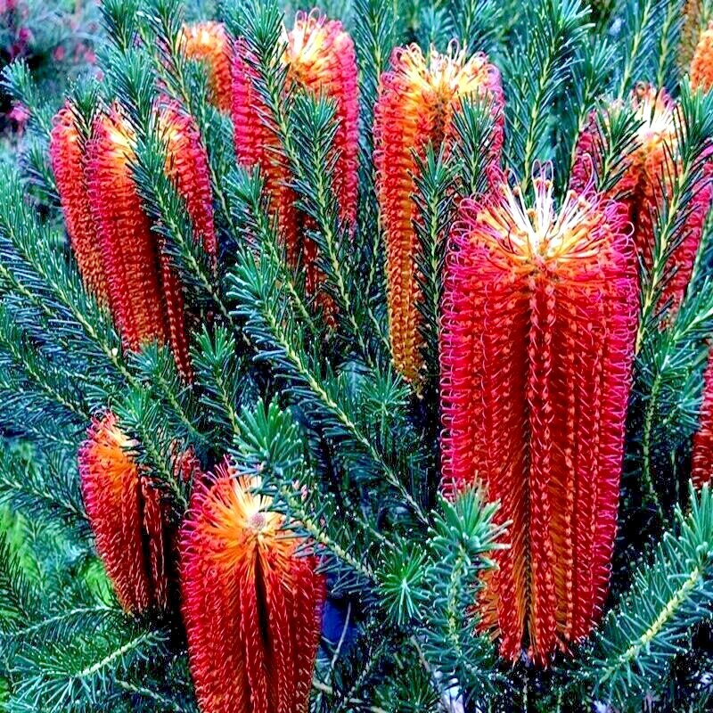 Lantern Banksia Tree Seeds “Fireworks” Exotic Flowering House Plant RARE