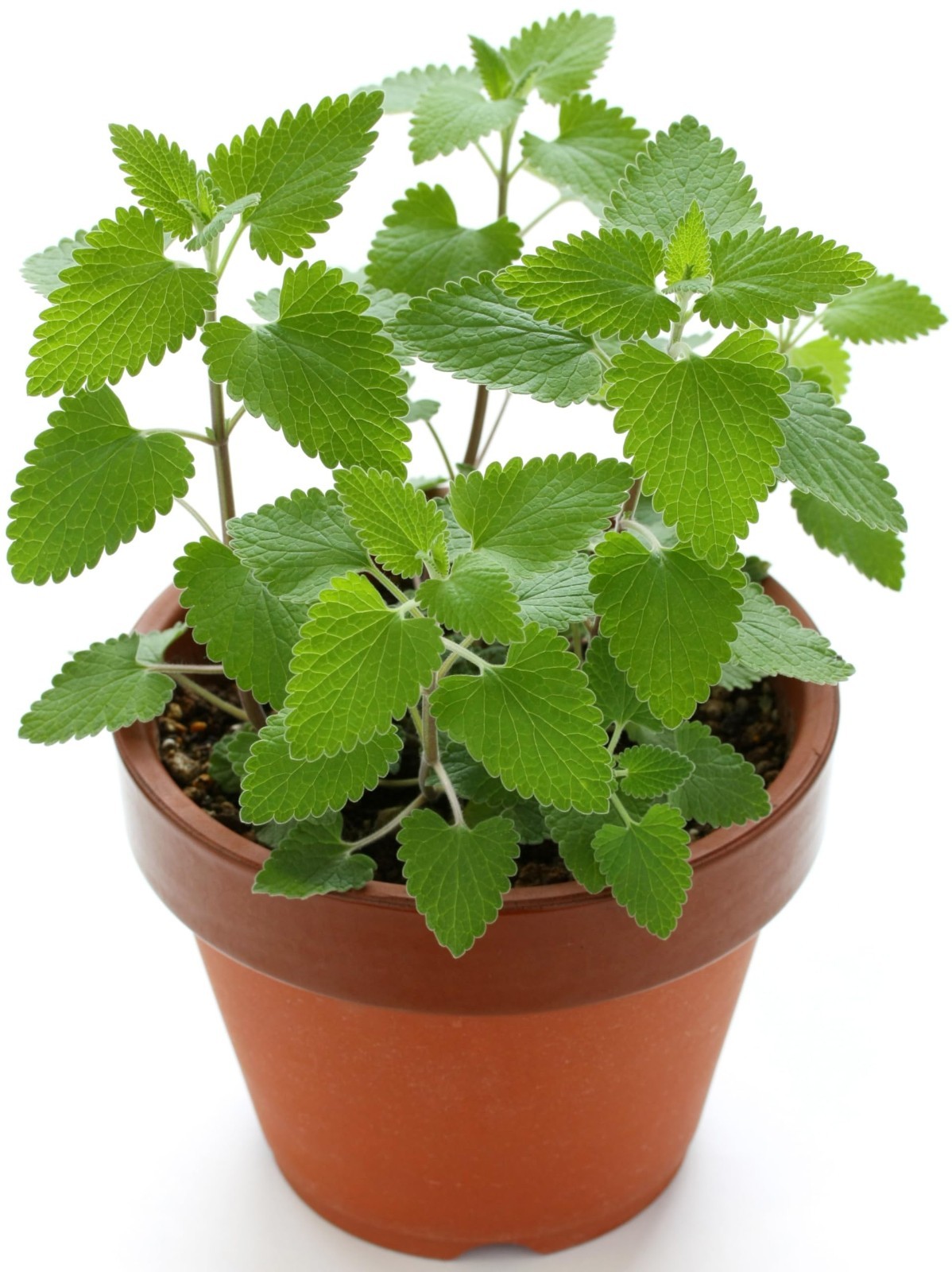 3000 Catnip Seeds for Planting Heirloom Non-GMO Herb Indoor Outdoor