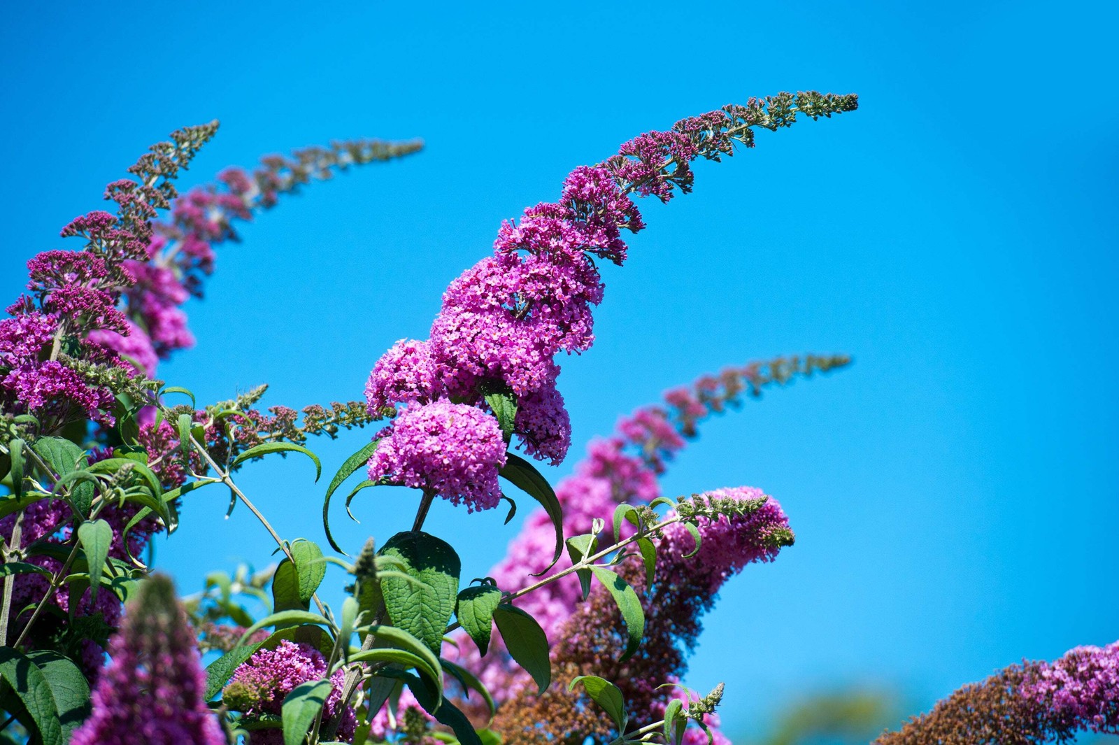 50 VIOLET PURPLE BUTTERFLY BUSH Buddleia Davidii Flower Seeds *Flat S/H