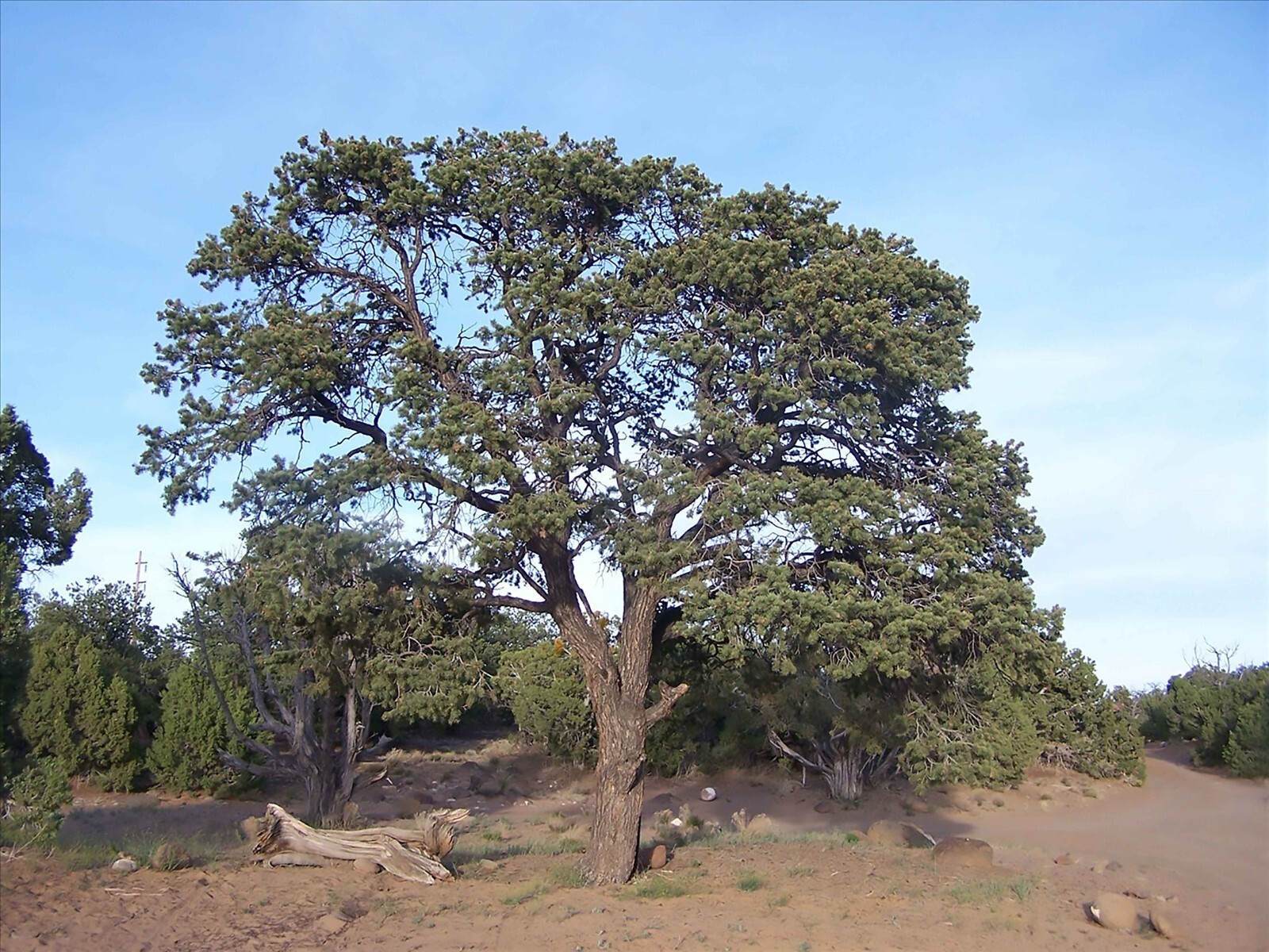 Colorado Pinyon Pine, Pinus cembroides Edulis, Tree Seeds