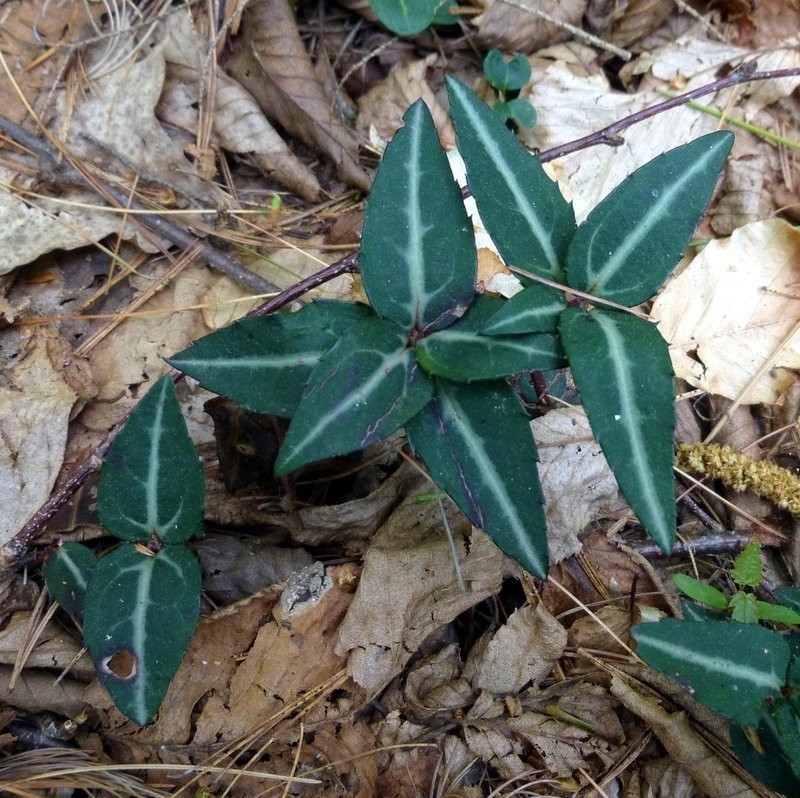 3 Rat’s Vein Striped Wintergreen Chimapihla Maculata Bare Root