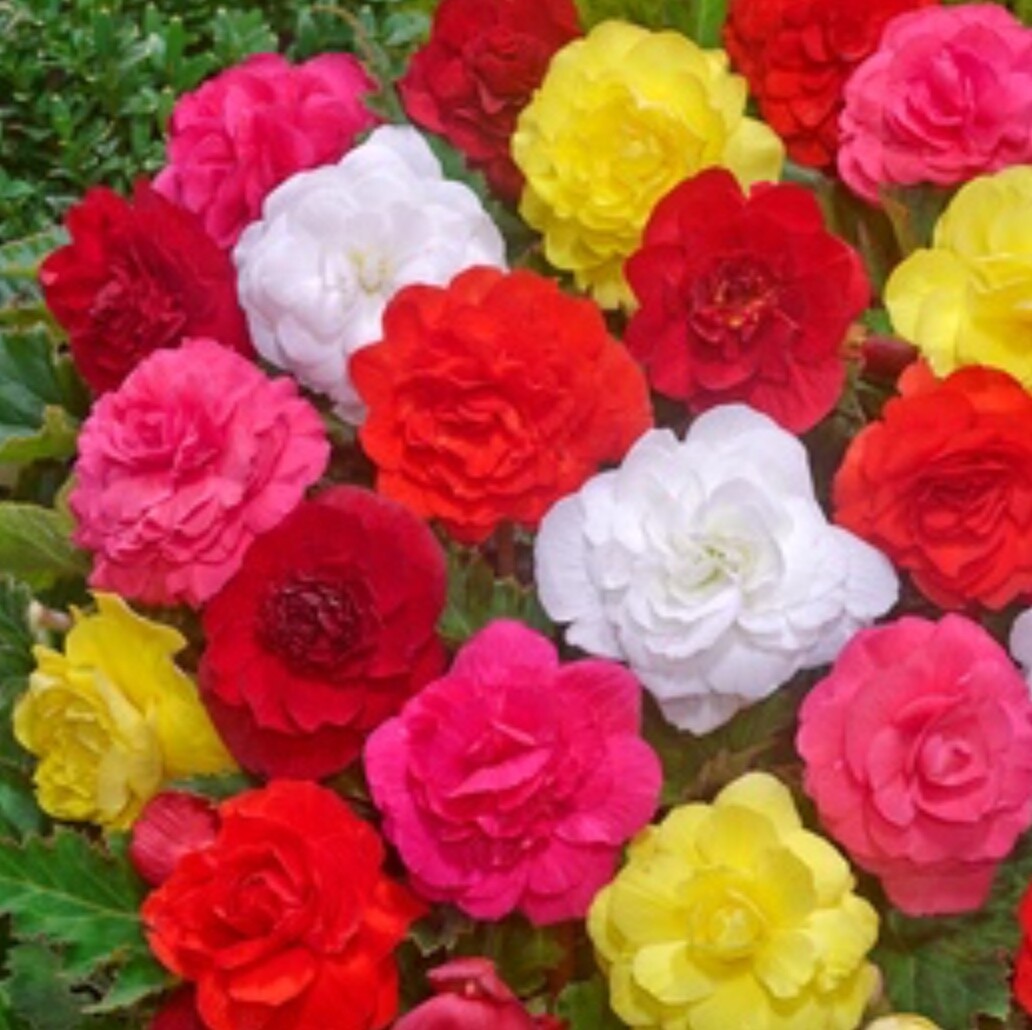 Begonia Tuberous – Non Stop Pl Series – Mix Seeds
