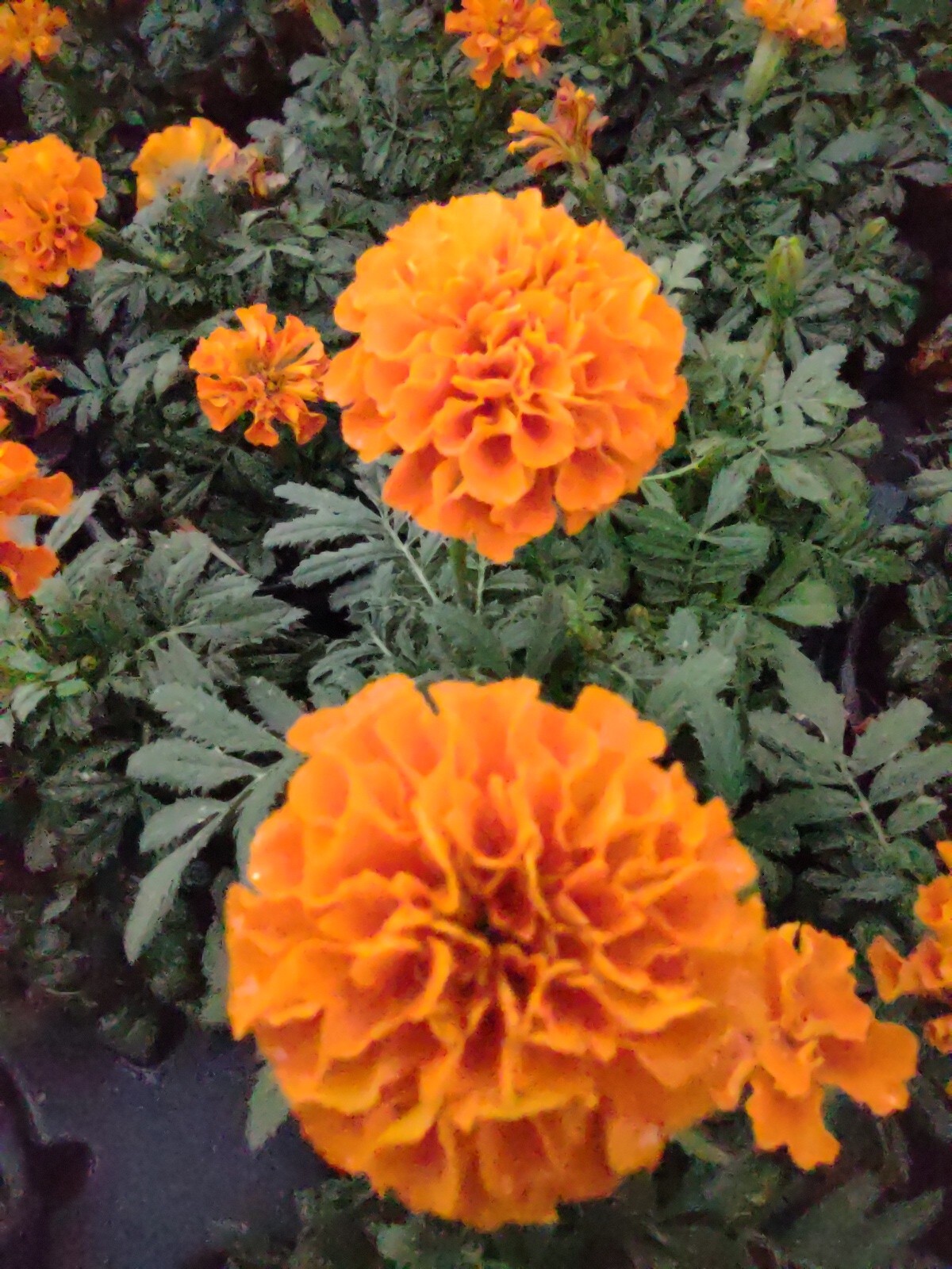 French Marigold Mix Flower Seeds, 100 Seeds, Tagetes Patula, Seed,Free Shipping