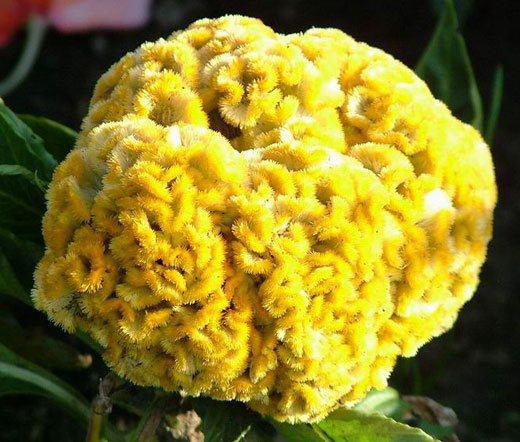 COCKSCOMB YELLOW DWARF Celosia Cristata Nana Jessica – 200 Bulk Seeds