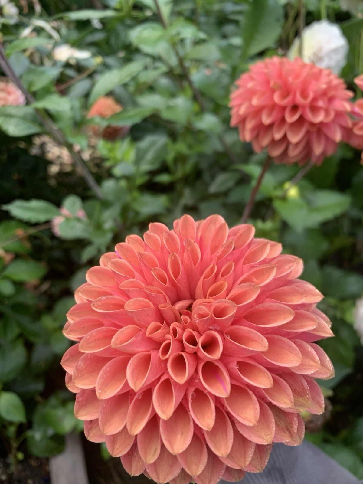 1 – Cornell Bronze Dahlia Flower Bulb Tuber