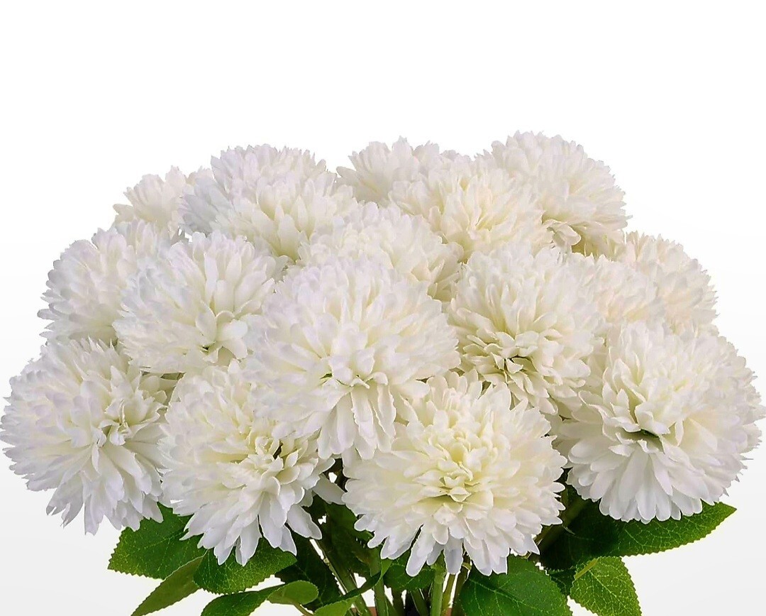 120 Chrysanthemum Seeds White Flower Authentic Chinese Spider Edible-Tea