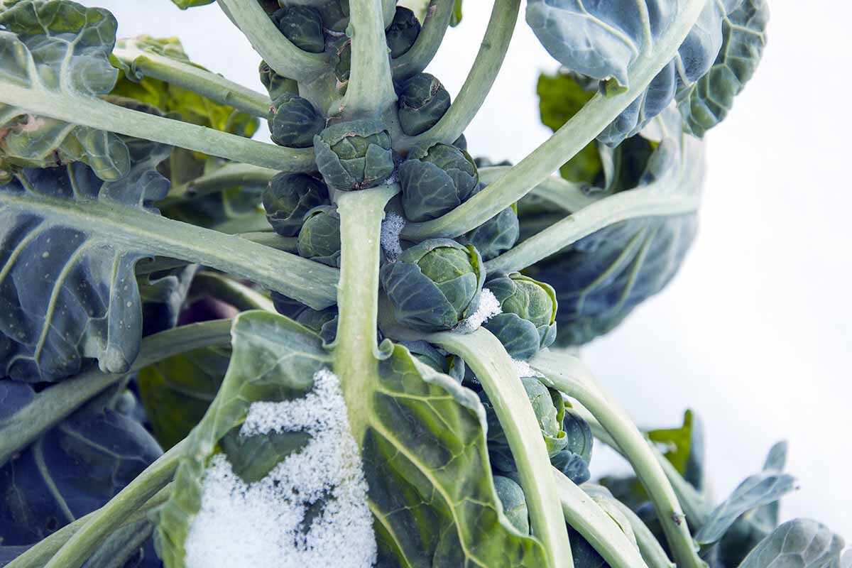 500+ Hestia Brussels Sprouts Seeds for Garden Planting – USA – FREE SHIPPING!