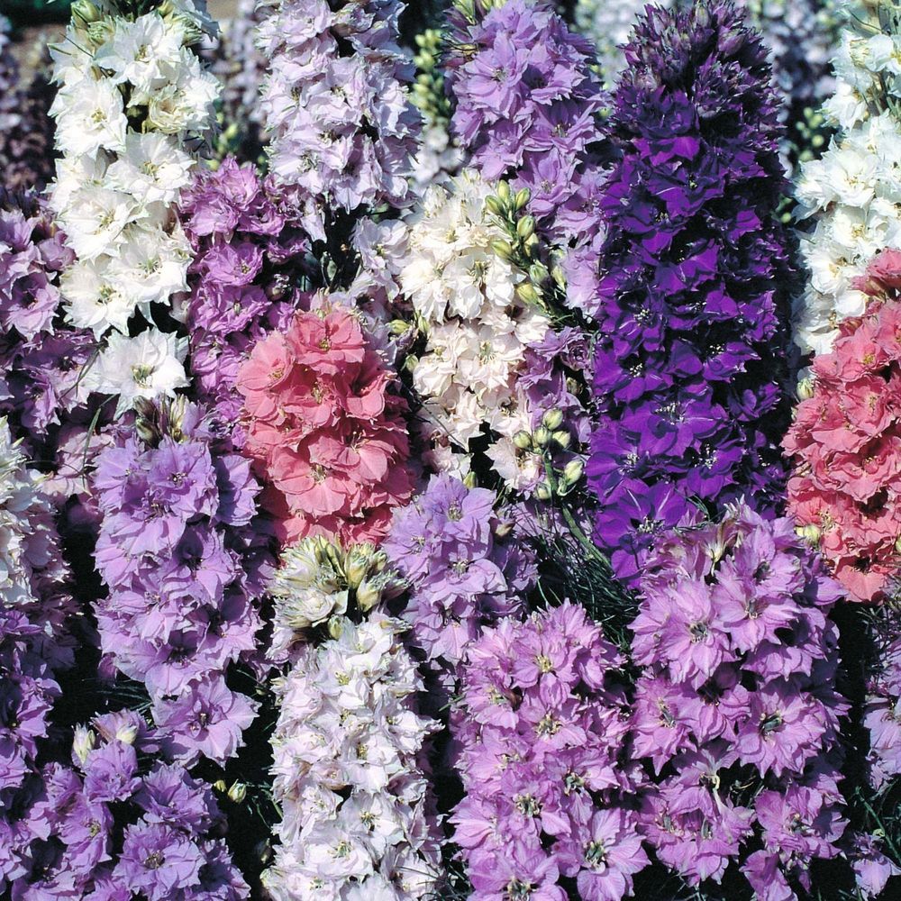 600+LARKSPUR Rocket IMPERIAL Mix Seeds Native Wildflower Cut Flowers Pollinators