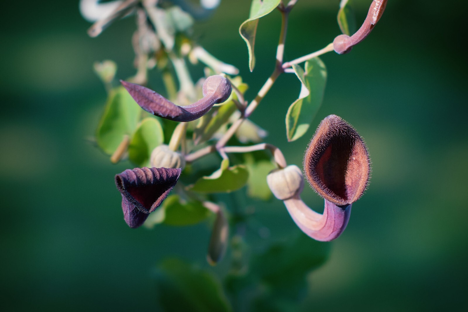 Tropical Seeds- Dutchmans Pipe -25 Seeds- Aristolochia tagala-Container Plant