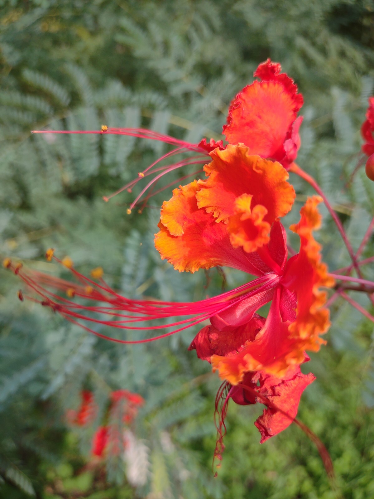 Pride of Barbados, Poinciana, Peacock flower, Red bird of paradise, 15 seeds
