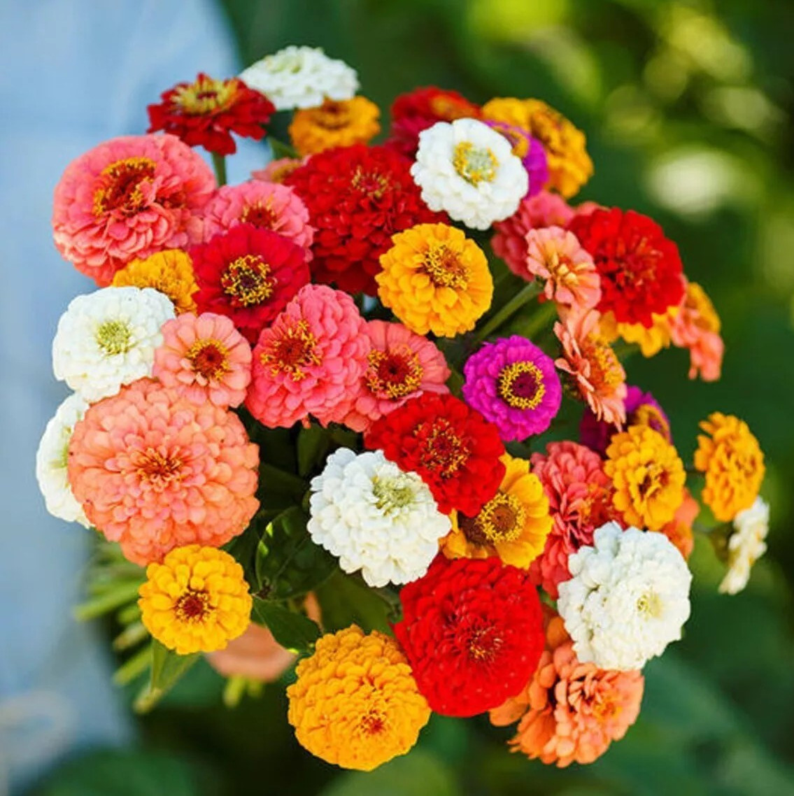 100+ CUT AND COME AGAIN ZINNIA SEEDS – FLOWERS —– BUTTERFLIES – HUMMINGBIRDS