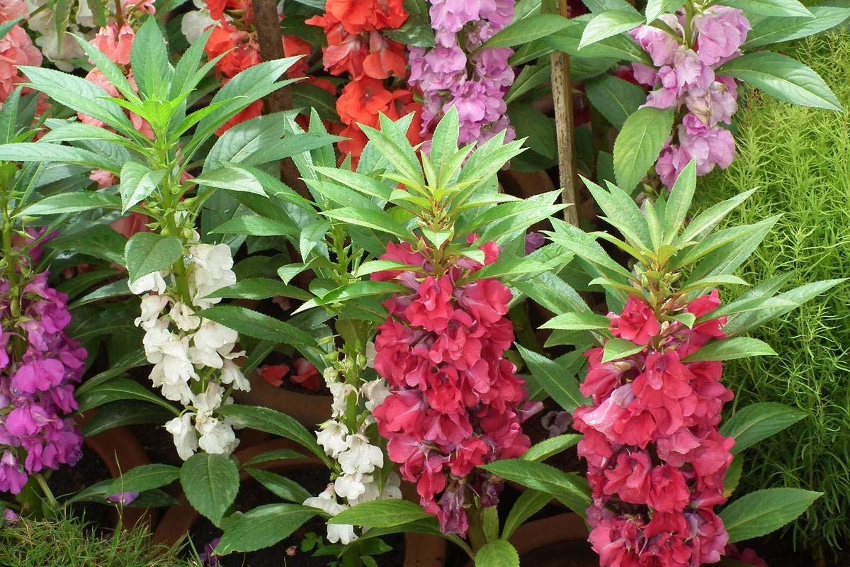 – Seeds Balsam Camellia Flowered Mix – Impatiens balsamina – Annual Flowers f…