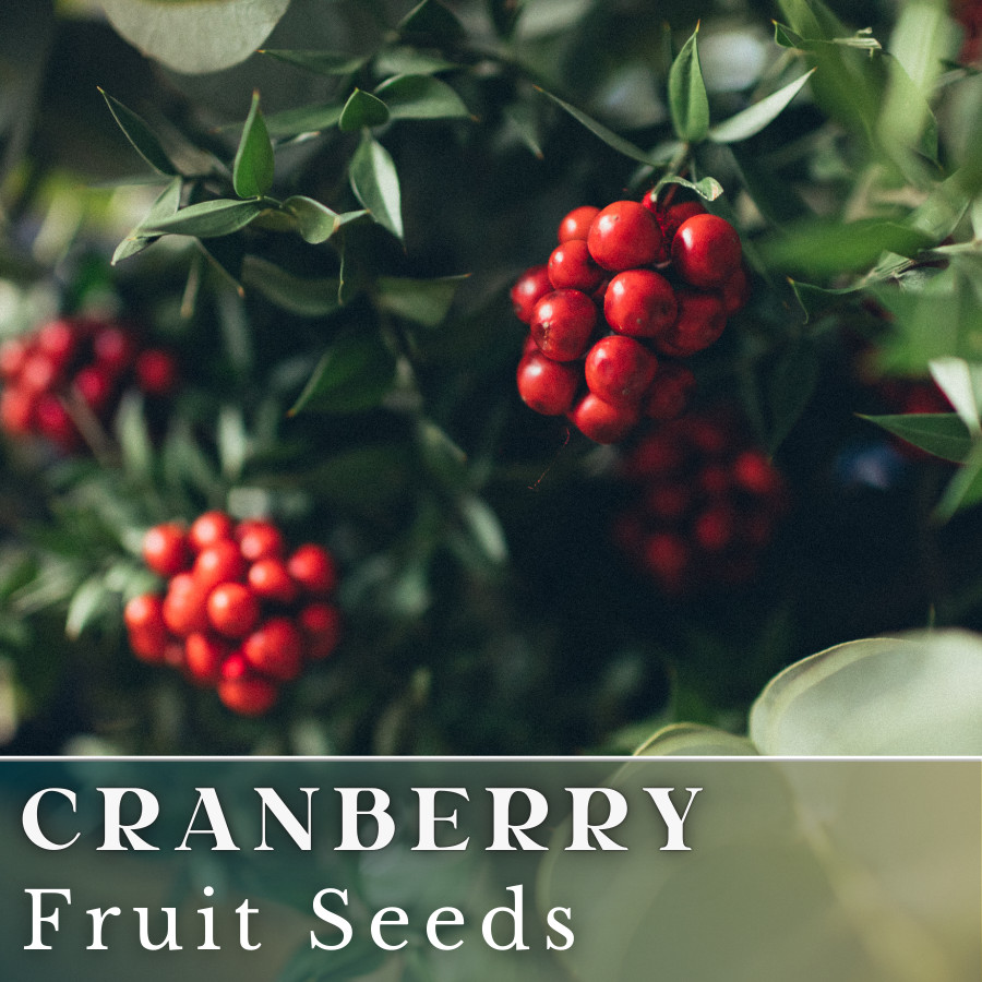 100 Cranberry Seeds (Vaccinium) USA Seller Fruit Seeds Berry Seeds GMO free