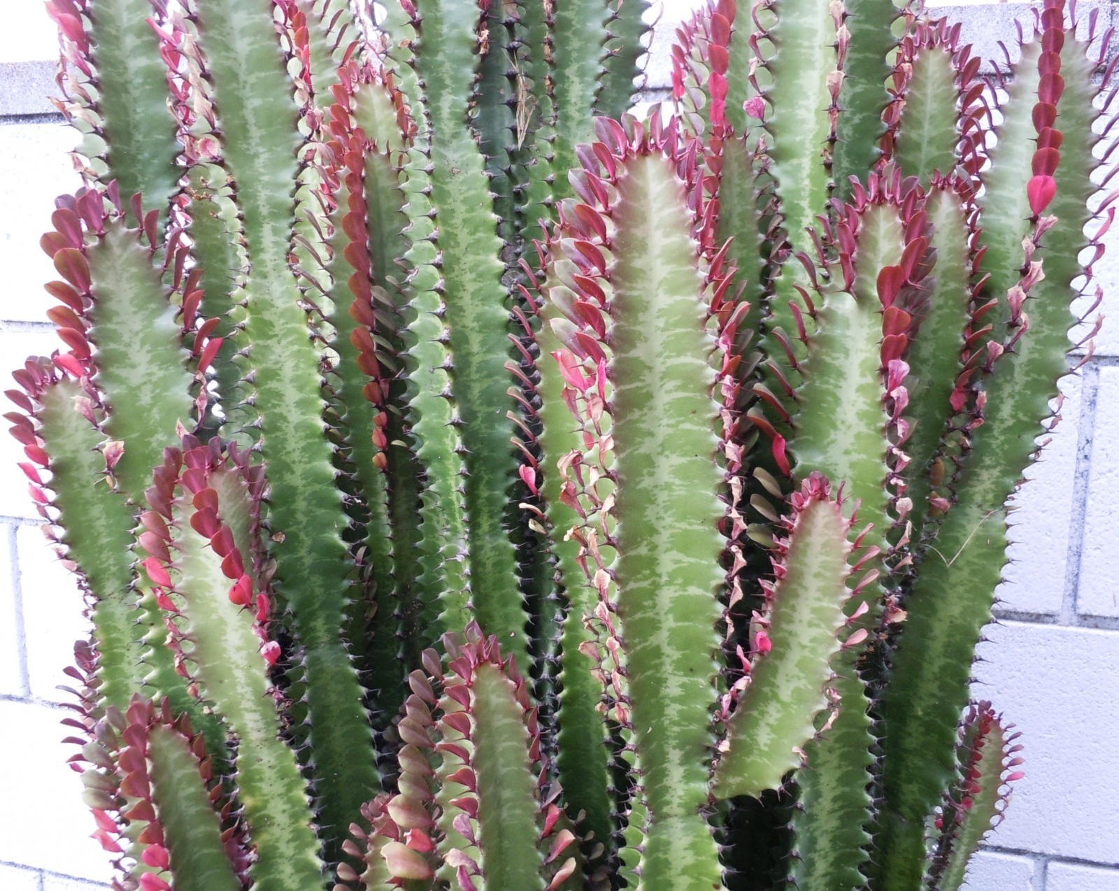 Live Succulents – Euphorbia Trigona Rubra Red African Milk Tree (11 inches)