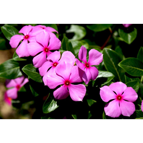 Vinca Rosea Flower Seeds For Gardening And Planting Pack of 40 Seeds