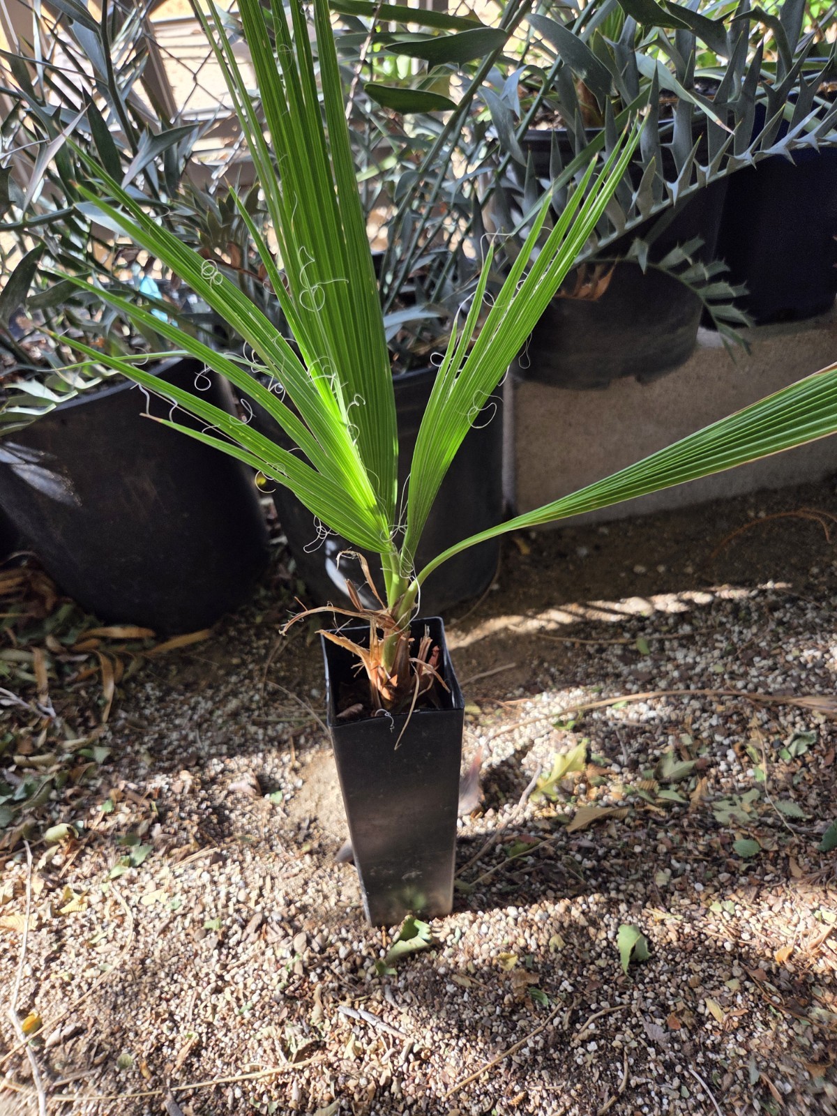 Washingtonia Filifera California Fan Palm Seedling 4-5 Leafs Live Seedling