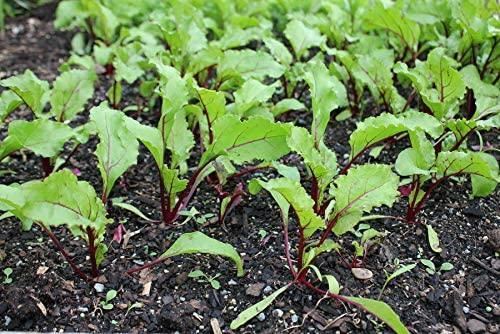 Cylindra Beet Seeds,”COOL BEANS N SPROUTS” Brand. Home Gardening.