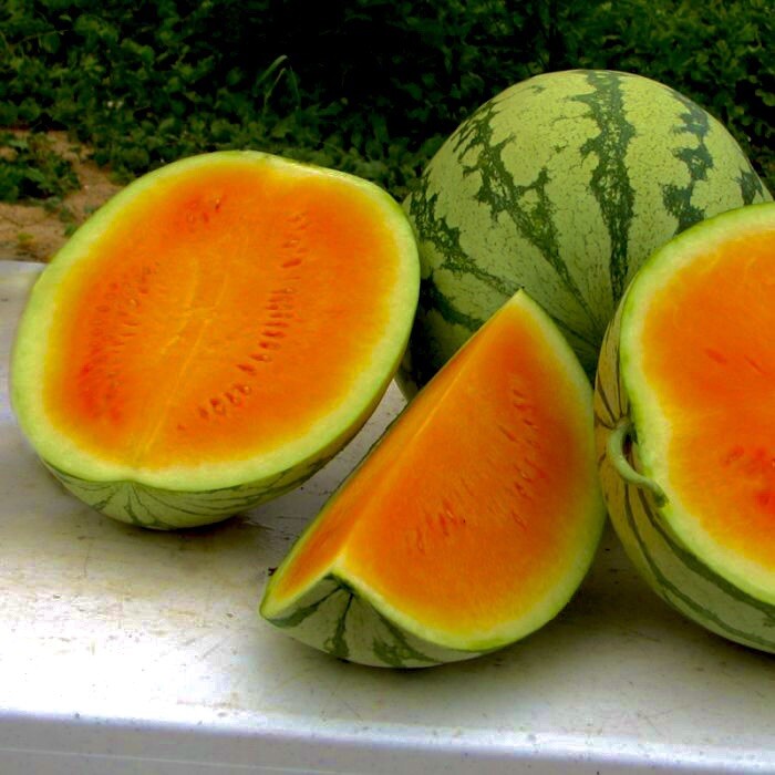 25+Very Sweet Orange Watermelon Seeds . Non GMO True To Color . Free Shipping