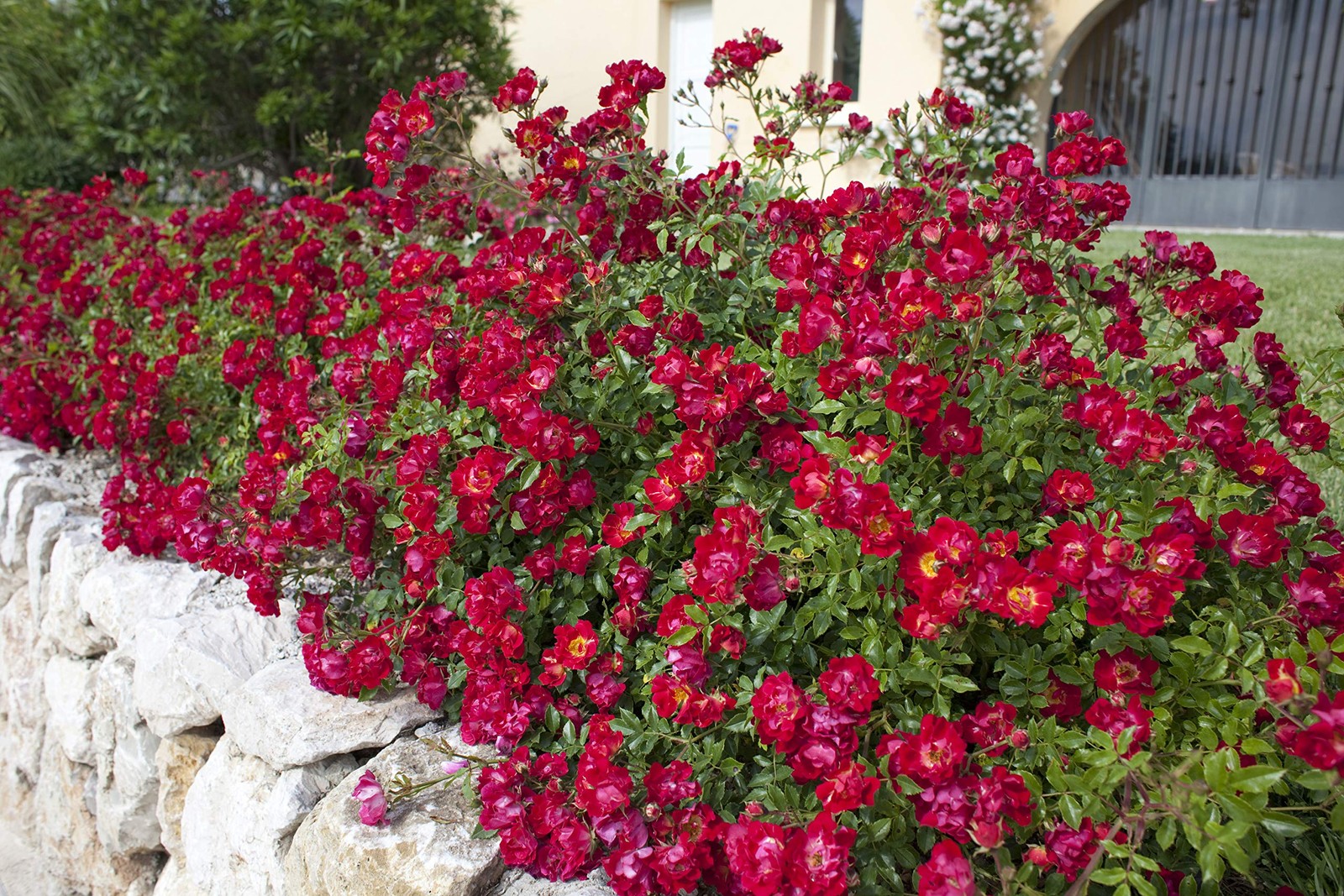 “Red Drift Roses Double Blooming, Easy Care, #2 Container Size”