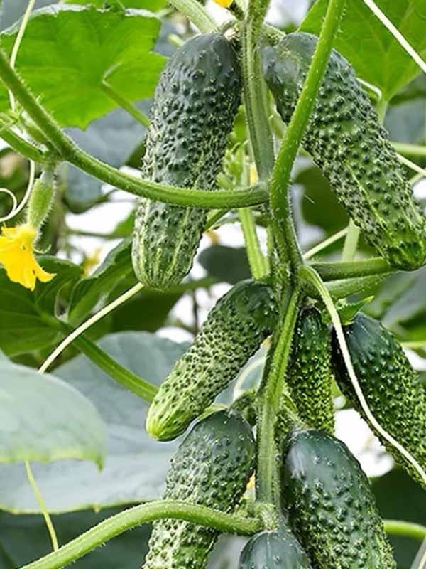 10 Seeds Cucumber Amour F1 ORIGINAL Bejo Zaden Netherlands семена огурец Amur