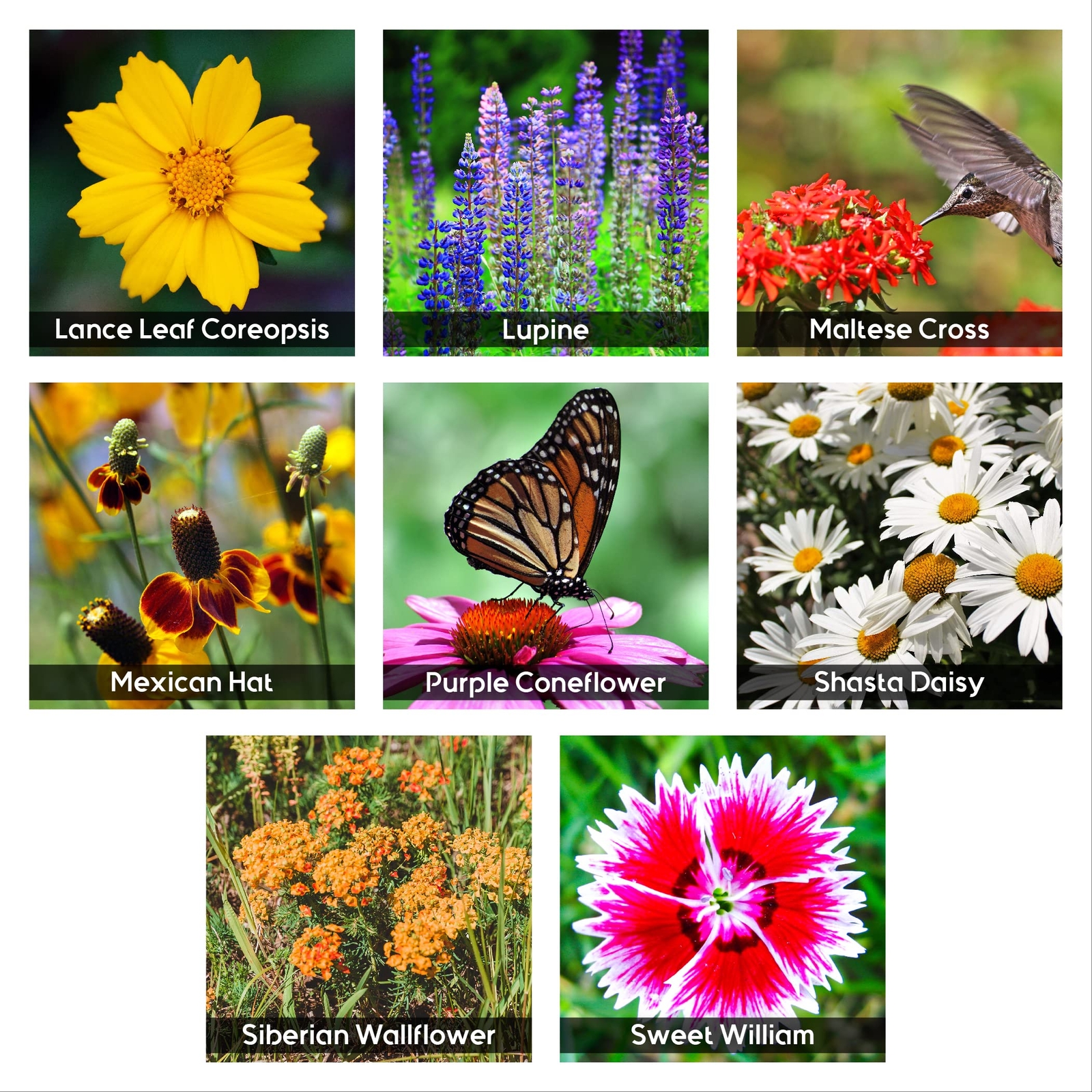 85,000 Wildflower Seeds, 35 Varietiey Wild Flowers Bulk Flower Seeds – 2 Ounces