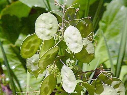 50+ Lunaria/ Money Plant Seeds Biennial