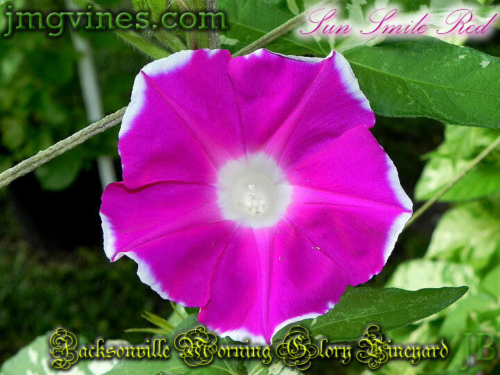 Sun Smile Red Japanese Morning Glory 6 Seeds
