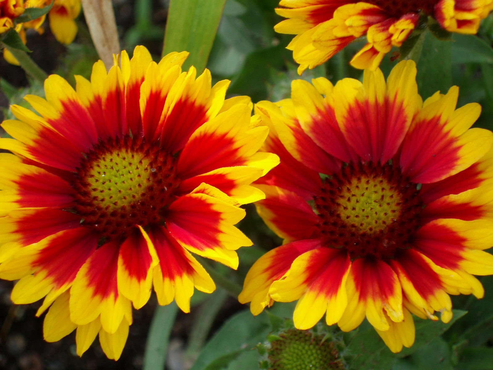 Blanket Flower Seeds, Heirloom Wildflower Seeds, Perennial Non-Gmo Seeds, 75ct