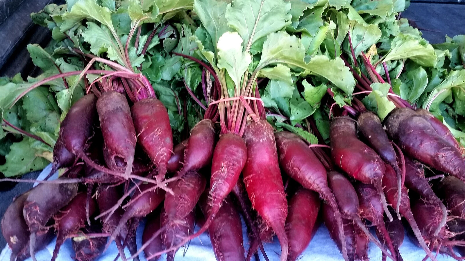 Cylindra beet seeds heirloom NON-GOM open pollinated delicious roasted HEALTHY!