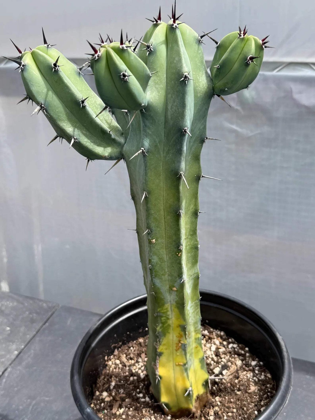 Variegated Blue Pilosocereus Pachycladus | Rare Blue Live Cactus Plant #181