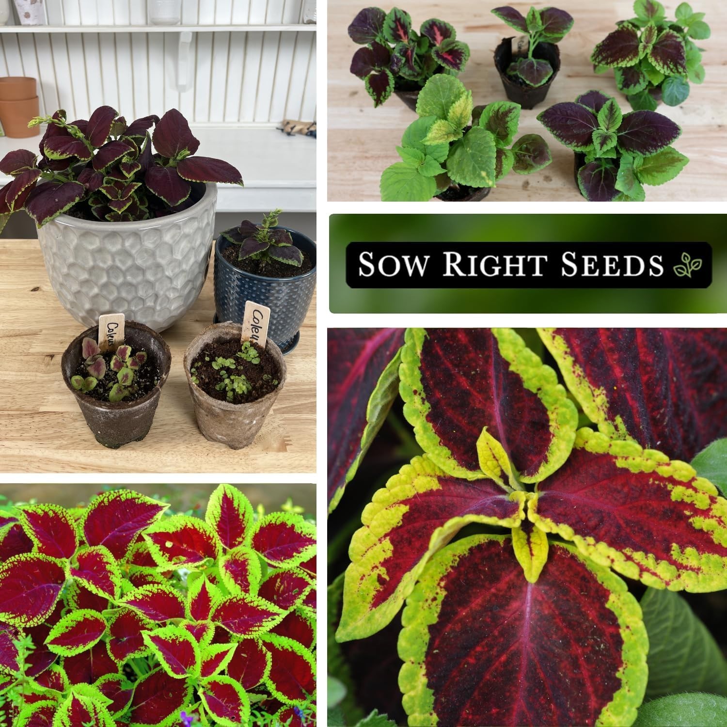 Sow Right Seeds – Rainbow Mix Coleus Seeds for Planting