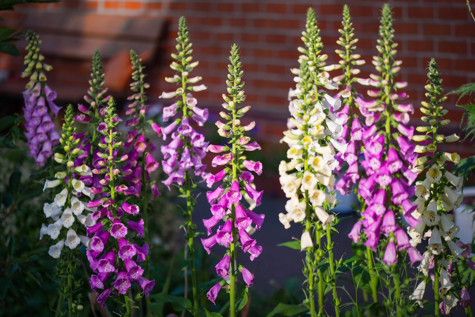 1000 FOXGLOVE EXCELSIOR MIX Digitalis Purpurea Flower Seeds *Flat S/H