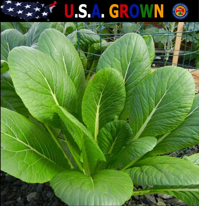 1oz Komatsuna Seeds Spinach Mustard Tendergreen (approx 17,000 Seeds)