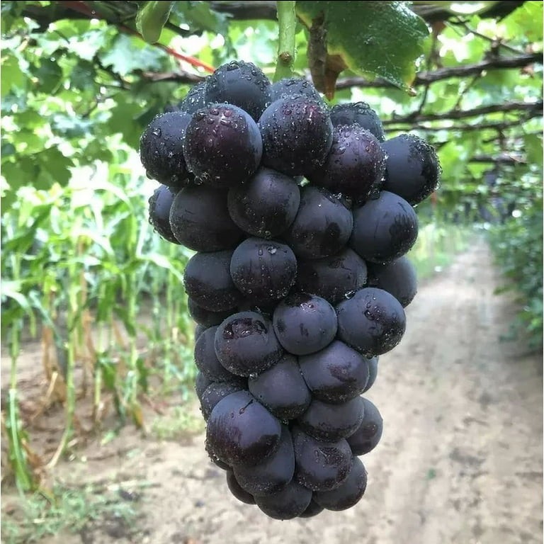 Healthy 2 Live Plant of JAPANESE KYOHO GRAPE Vine Strong Stem & Roots 巨峰葡萄