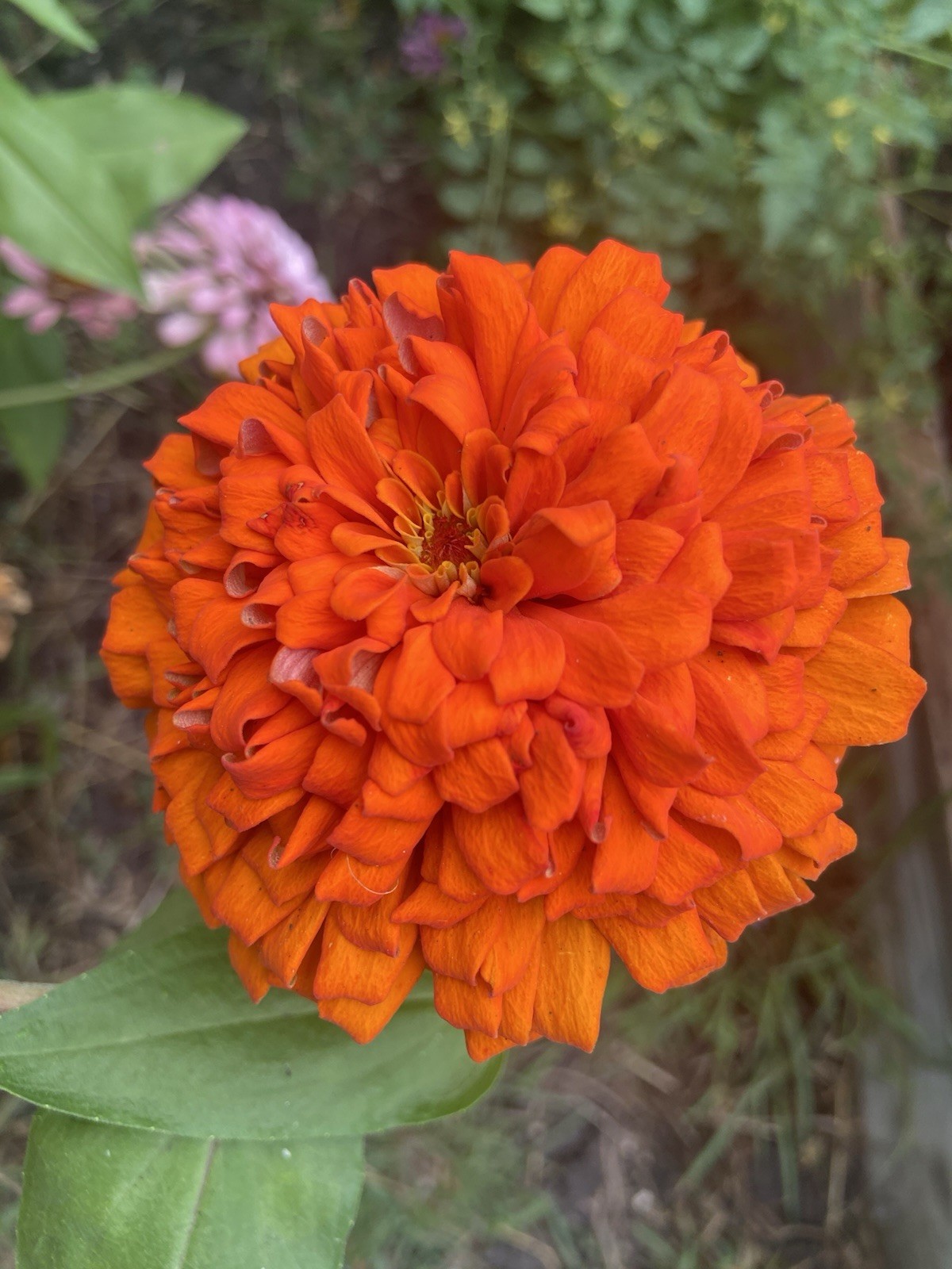 ZINNIA – 50 Fresh Seeds – Mixed Colors – GORGEOUS Blooms!! FREE Shipping