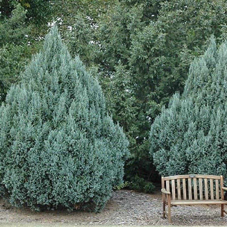 12 Rocky Mountain Juniper Tree Seeds