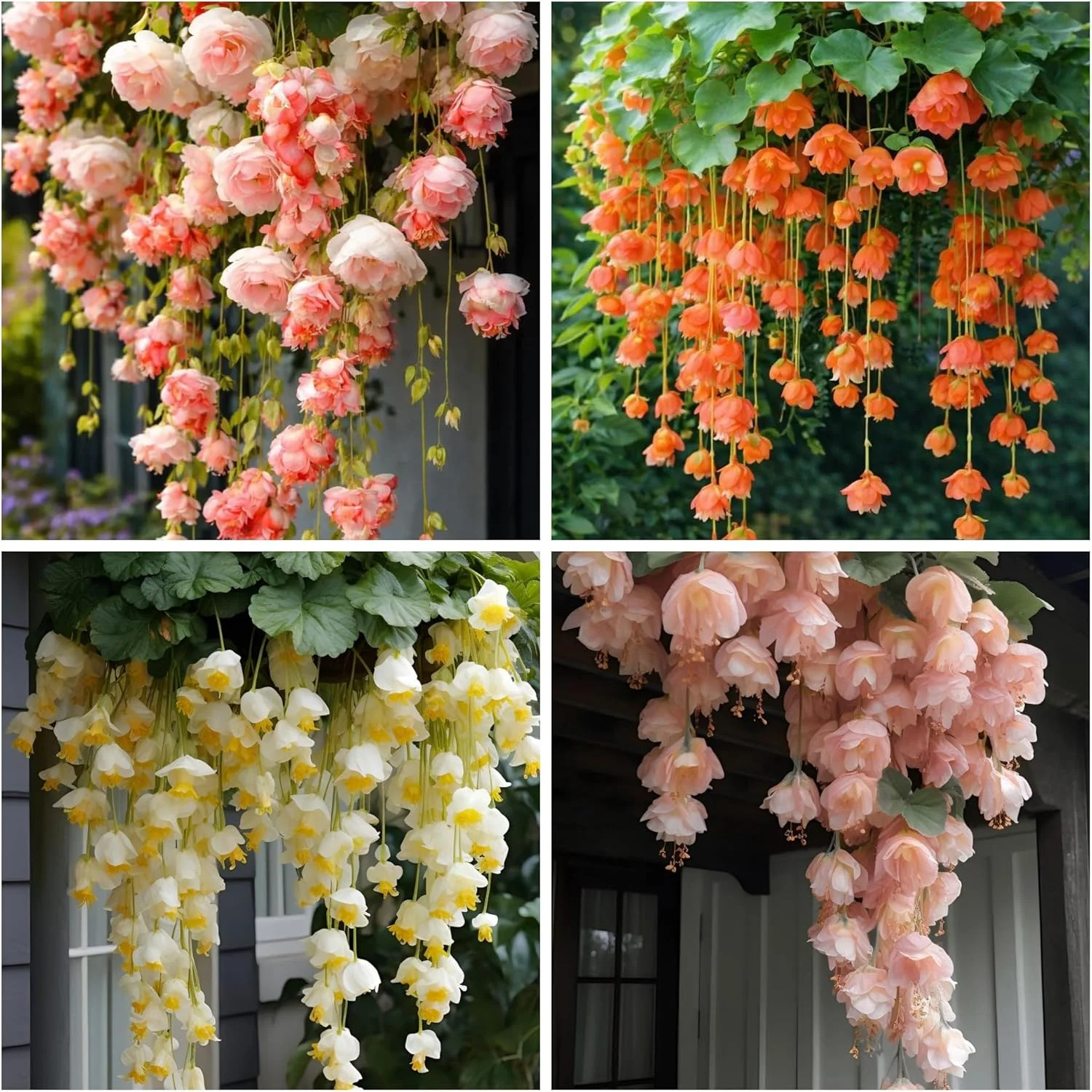 150+ Weeping Begonia Seeds | Cascading Hanging Flowers | Ornamental Garden & Bas