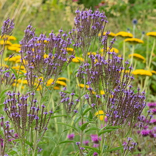 BLUE VERVAIN Flower Seeds Verbena Hastata (1000 to 10,000 SEEDS) Medicinal