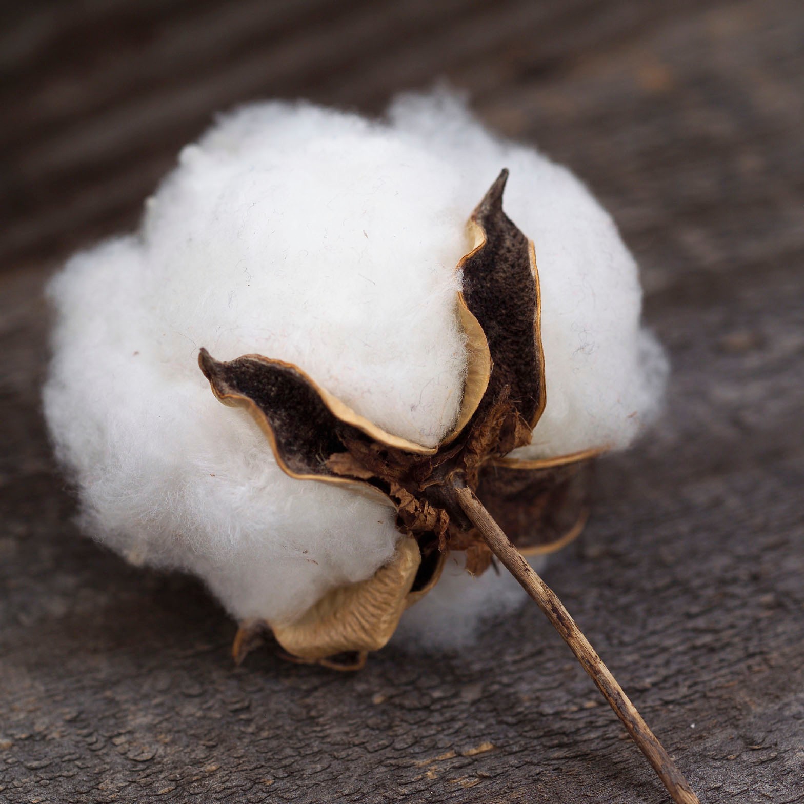 INCREDIBLE COTTON BUSH * FLOWERING * EDUCATIONAL / FUN KIDS * 5 SEEDS * ARTS &