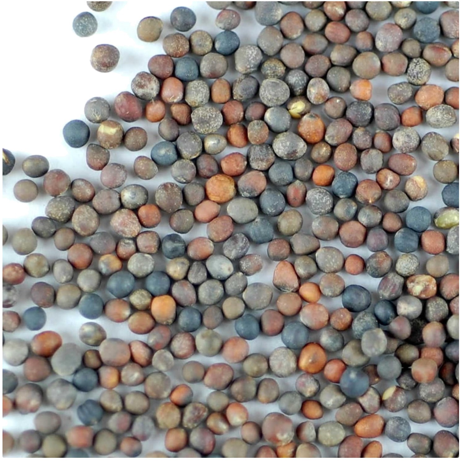 Heirloom Non-GMO Organic Broccoli Seeds – Powerful Superfood